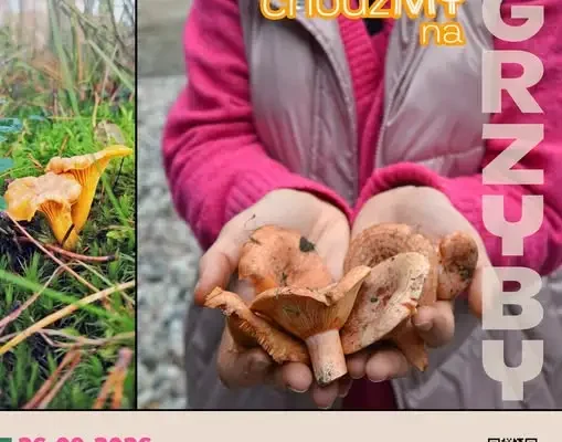 Grzybobranie z ekspertami w Nadleśnictwie Cierpiszewo – zapisy trwają